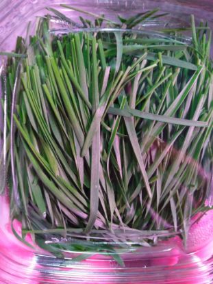 Picture of Wheatgrass Organic Microgreens