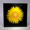 Picture of Sunflower 1 - Wall Mounted Acrylic Print 12x12 in