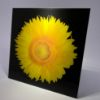Picture of Sunflower 2 - Wall Mounted Acrylic Print 12x12 in