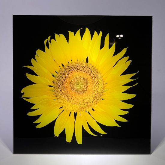 Picture of Sunflower 3 - Wall Mounted Acrylic Print 12x12 in