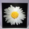 Picture of White Flower 1 - Wall Mounted Acrylic Print 12x12 in