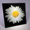 Picture of White Flower 1 - Wall Mounted Acrylic Print 12x12 in