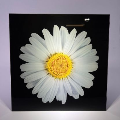 Picture of White Flower 2 - Wall Mounted Acrylic Print 12x12 in