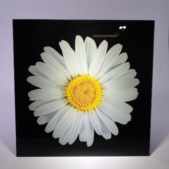 Picture of White Flower 2 - Wall Mounted Acrylic Print 12x12 in