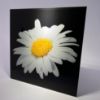Picture of White Flower 3 - Wall Mounted Acrylic Print 12x12 in