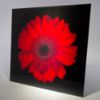Picture of Red Flower 1 - Wall Mounted Acrylic Print 12x12 in