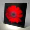 Picture of Red Flower 2 - Wall Mounted Acrylic Print 12x12 in