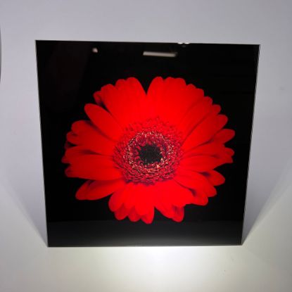 Picture of Red Flower 3 - Wall Mounted Acrylic Print 12x12 in
