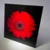 Picture of Red Flower 3 - Wall Mounted Acrylic Print 12x12 in